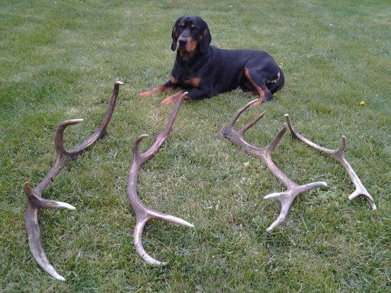 Gero a tretia sezona