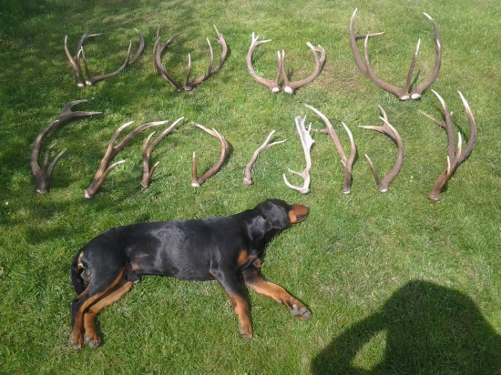 Gero a stvrta sezona