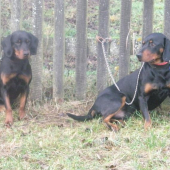 Osa (vlavo) a Sonny (vpravo)