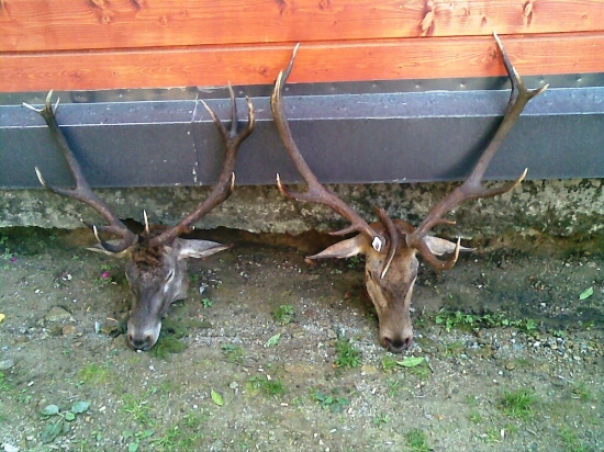 Nesprávny odstrel rok 2009