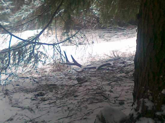 Korunu nezamaskoval...