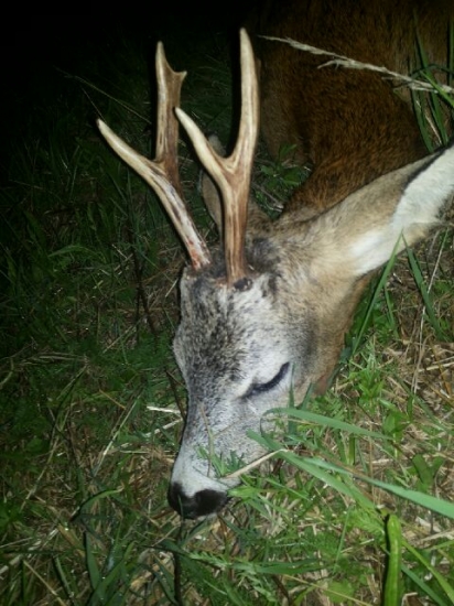 Dvojočka ako má byť