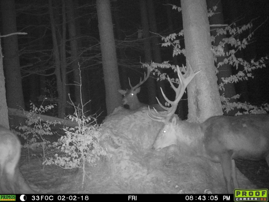 zlomený alebo zhodený...???