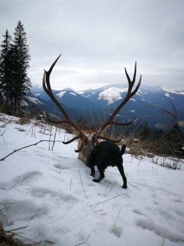 vlky si veru vedia vybrať...