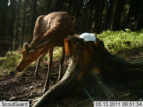 Kolik mu asi zbývá?Rok,dva,tři....