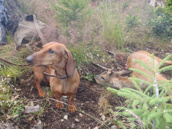 Pomocník a společník 