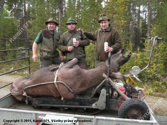 Transport ulovené losice