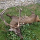 Ruja 2012