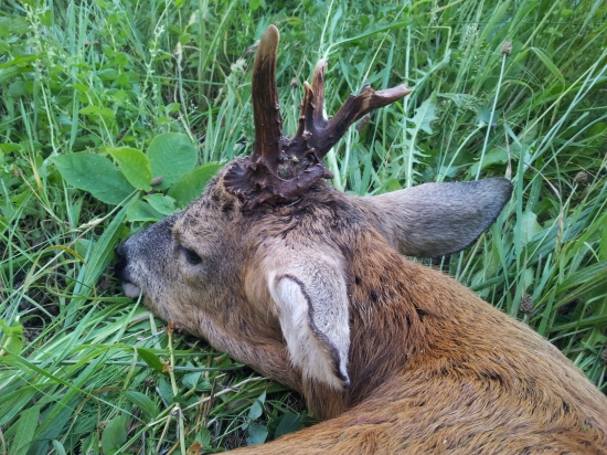 Včerejší rarita - detail