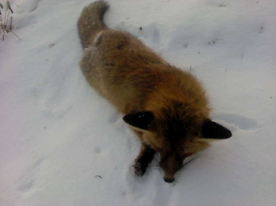 Silvestrovská líška