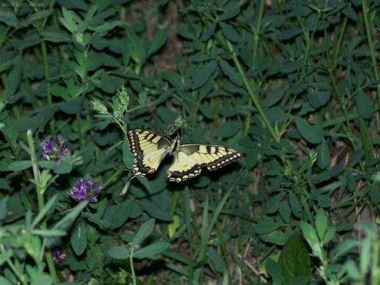 Vidlochvost feniklový