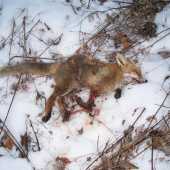 včerajšia lištička