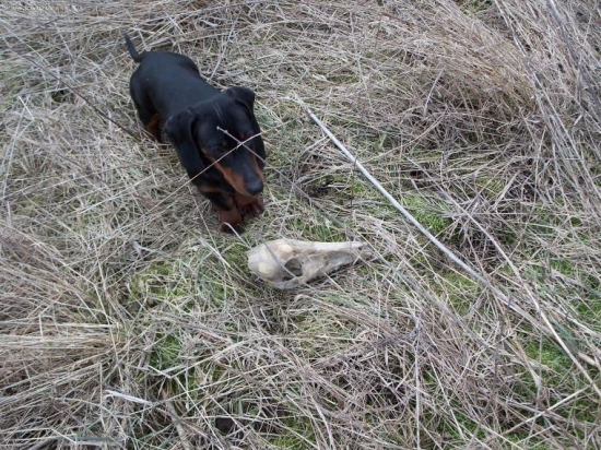 filipov včerajši nález