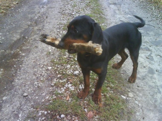 BAK z Evkinho dvora 7 mesačný