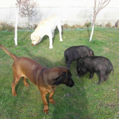 Brita a Edo a nase prasce