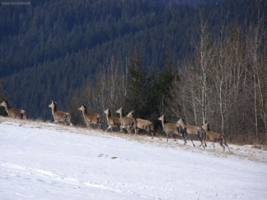 jelenice