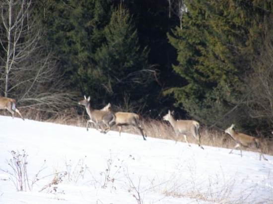 jelenice