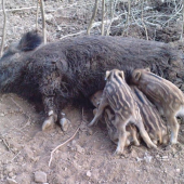 mašenka a jej mlade