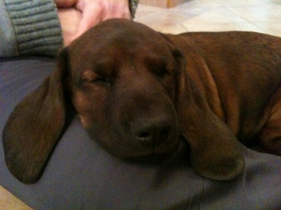 Dessy z Púčikovho dvora-7 tyzdnou, nový prírastok