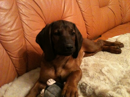 Dessy z Pucikovho dvora 2,5 mesiaca