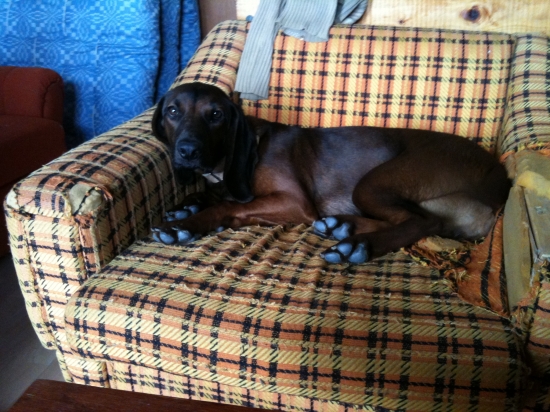 Dessy z pucikovho dvora