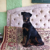 Artur-(Caro) od Rofa