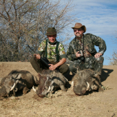 Warthog