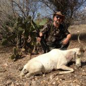 Blesbok