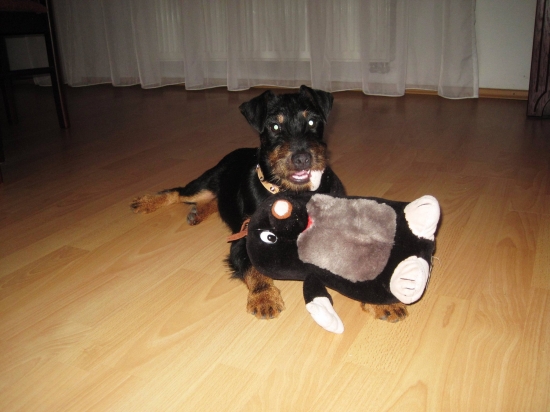 Cherry Pehranicka perla