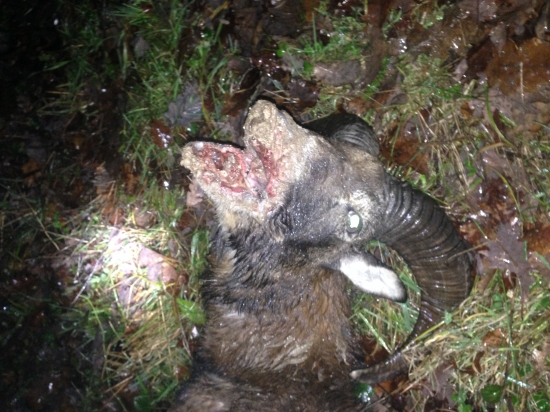 Nepozornost ci skor nestatna nahoda...