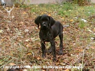 Ambra