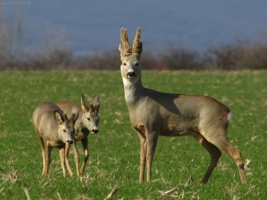 malí ...... a Veľký