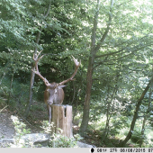 3. VT