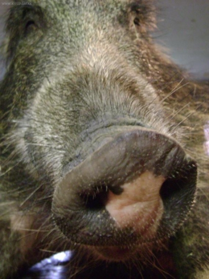 Poznávací znamení