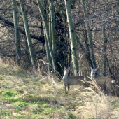 srna a srnček