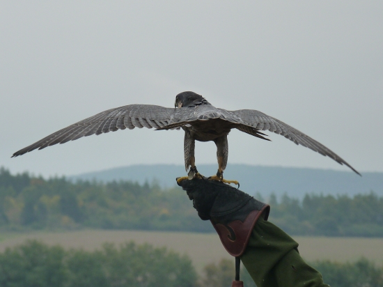 Falco Peregrinus