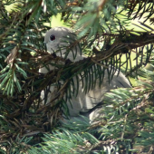 Zahniezdili u nás na dvore