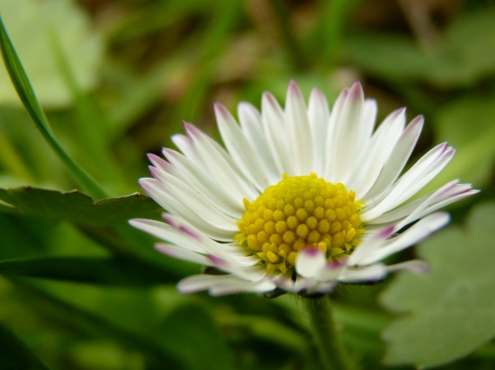 Sedmokráska obyčajná ( Bellis perennis )