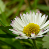 Sedmokráska obyčajná ( Bellis perennis )