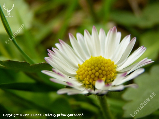 Sedmokráska obyčajná ( Bellis perennis )