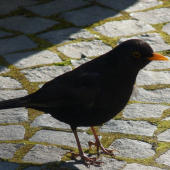 Drozd pred školou :)