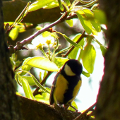 Parus Major