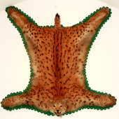 Rys