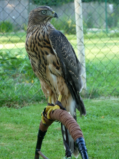 JASTRAB