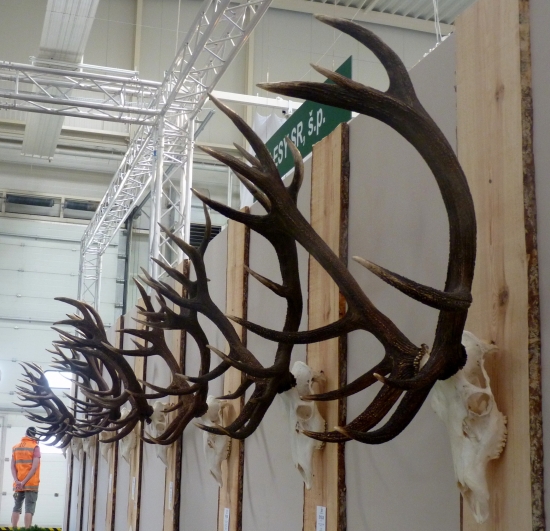 Polianske jelene na vystave v BA