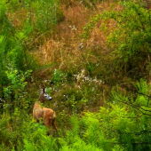 zatial môj najlepší srnec