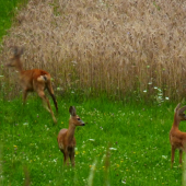 a už sa dali na útek