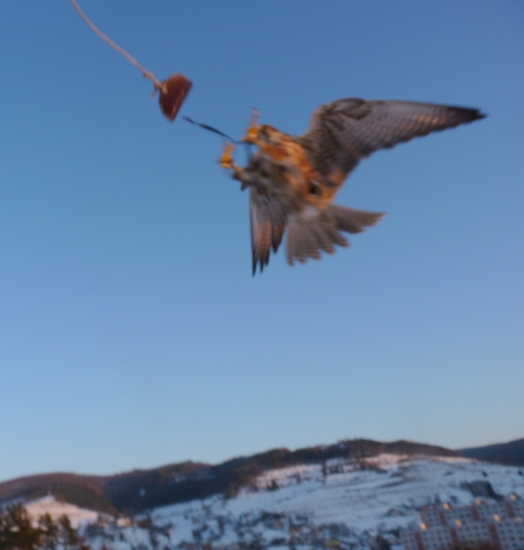 po dobrom vykone odmena