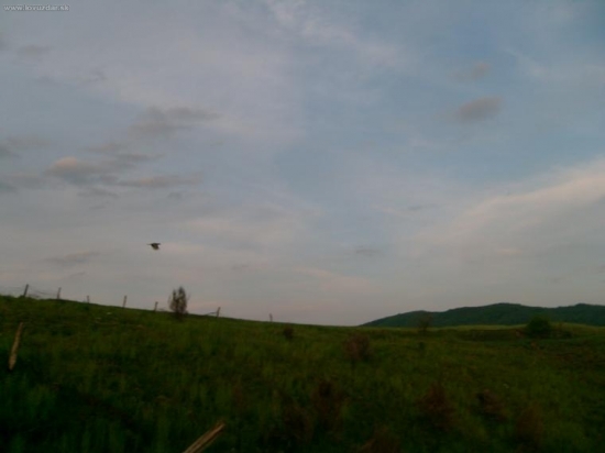 Bažantica