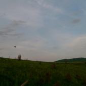 Bažantica